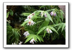 Royal Botanic Garden, Edinburgh,  Scotland 759