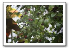 Royal Botanic Garden, Edinburgh,  Scotland 762