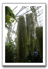 Royal Botanic Garden, Edinburgh,  Scotland 764