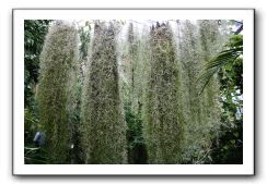 Royal Botanic Garden, Edinburgh,  Scotland 766