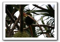 Royal Botanic Garden, Edinburgh,  Scotland 773