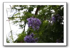 Royal Botanic Garden, Edinburgh,  Scotland 778