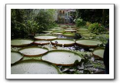 Royal Botanic Garden, Edinburgh,  Scotland 779