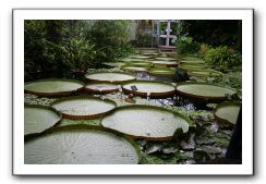 Royal Botanic Garden, Edinburgh,  Scotland 780