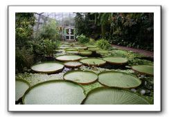 Royal Botanic Garden, Edinburgh,  Scotland 781