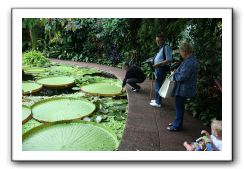 Royal Botanic Garden, Edinburgh,  Scotland 782