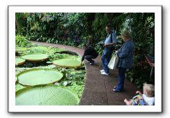 Royal Botanic Garden, Edinburgh,  Scotland 783