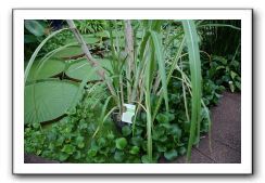 Royal Botanic Garden, Edinburgh,  Scotland 804