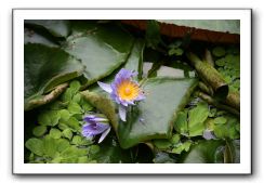 Royal Botanic Garden, Edinburgh,  Scotland 807