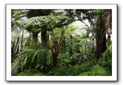 Royal Botanic Garden, Edinburgh,  Scotland 819