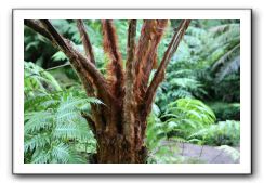 Royal Botanic Garden, Edinburgh,  Scotland 820