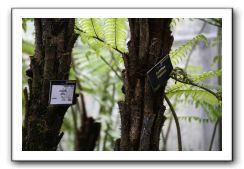 Royal Botanic Garden, Edinburgh,  Scotland 826