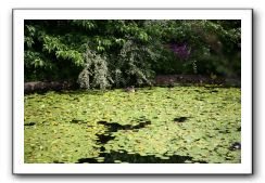 Royal Botanic Garden, Edinburgh,  Scotland 554