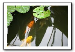 Royal Botanic Garden, Edinburgh,  Scotland 851