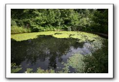 Royal Botanic Garden, Edinburgh,  Scotland 555