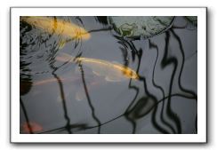 Royal Botanic Garden, Edinburgh,  Scotland 869