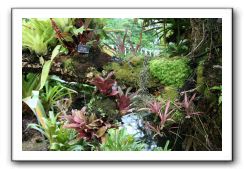 Royal Botanic Garden, Edinburgh,  Scotland 877