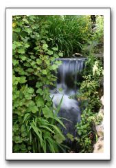 Royal Botanic Garden, Edinburgh,  Scotland 559