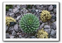 Royal Botanic Garden, Edinburgh,  Scotland 917