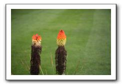 Royal Botanic Garden, Edinburgh,  Scotland 923