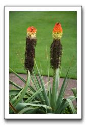 Royal Botanic Garden, Edinburgh,  Scotland 925