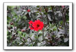 Royal Botanic Garden, Edinburgh,  Scotland 928