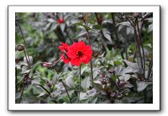 Royal Botanic Garden, Edinburgh,  Scotland 929