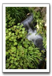 Royal Botanic Garden, Edinburgh,  Scotland 563