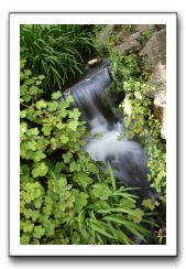 Royal Botanic Garden, Edinburgh,  Scotland 564