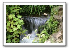 Royal Botanic Garden, Edinburgh,  Scotland 569