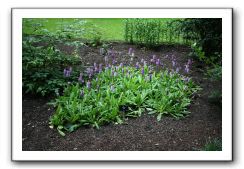 Royal Botanic Garden, Edinburgh,  Scotland 583