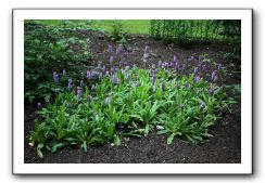 Royal Botanic Garden, Edinburgh,  Scotland 585