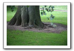 Royal Botanic Garden, Edinburgh,  Scotland 596