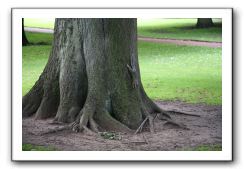 Royal Botanic Garden, Edinburgh,  Scotland 611