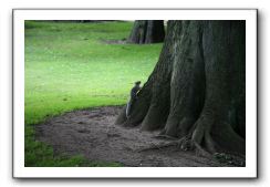 Royal Botanic Garden, Edinburgh,  Scotland 617