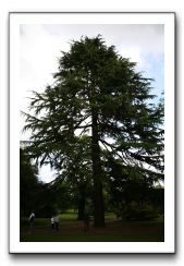 Royal Botanic Garden, Edinburgh,  Scotland 620