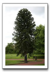 Royal Botanic Garden, Edinburgh,  Scotland 665