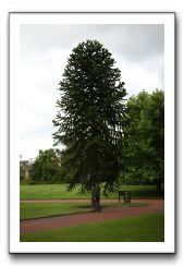 Royal Botanic Garden, Edinburgh,  Scotland 667