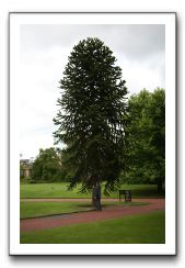 Royal Botanic Garden, Edinburgh,  Scotland 668