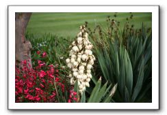 Royal Botanic Garden, Edinburgh,  Scotland 693