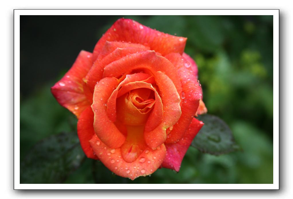 Wet-Scottish-Flowers-Kirkcudbright-554