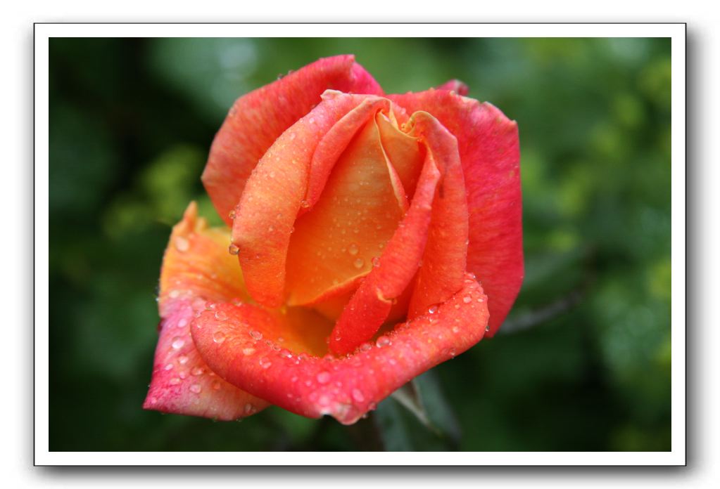 Wet-Scottish-Flowers-Kirkcudbright-564