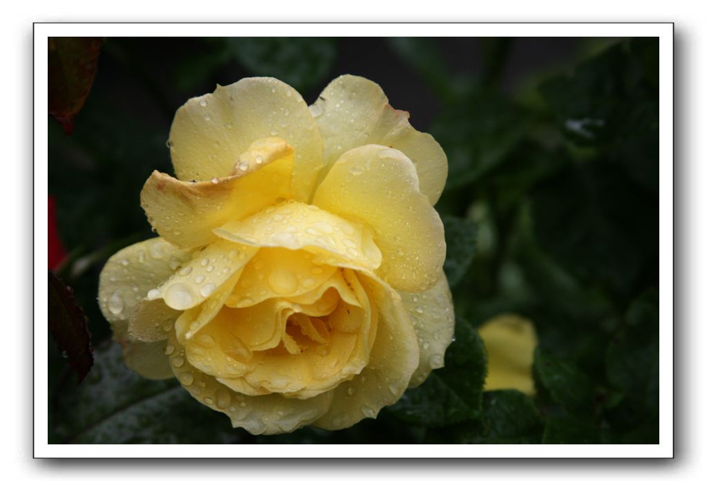 Wet-Scottish-Flowers-Kirkcudbright-566