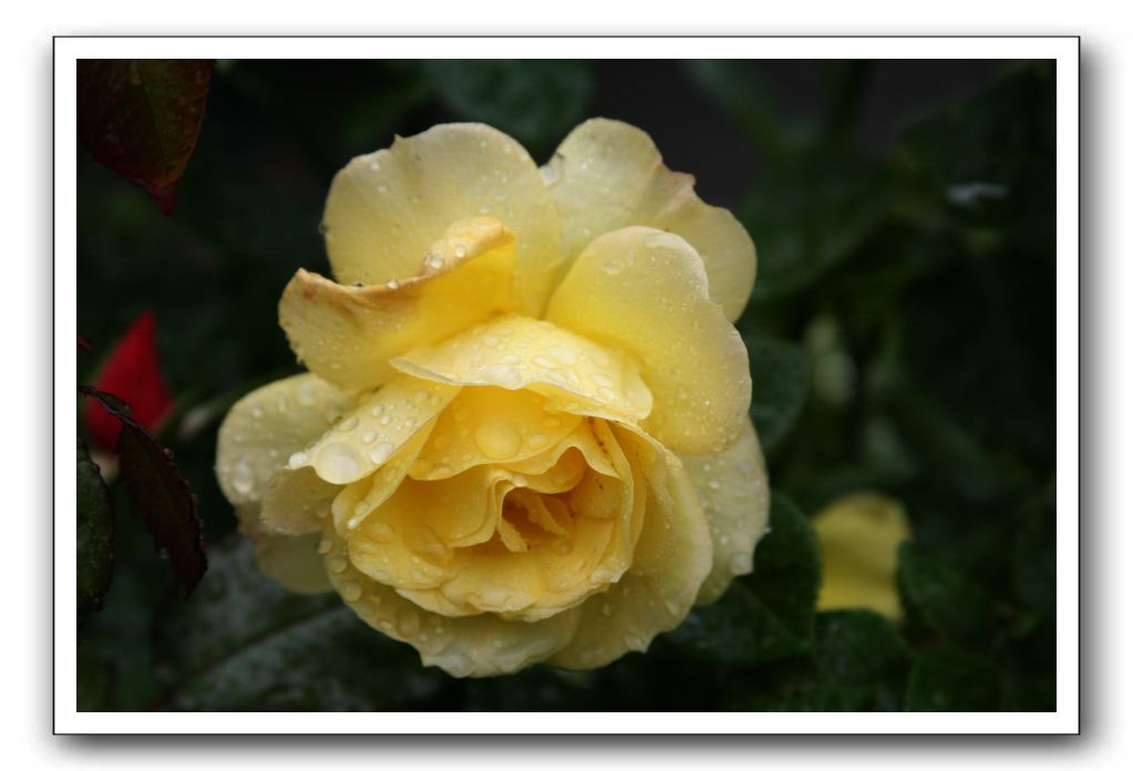 Wet-Scottish-Flowers-Kirkcudbright-571