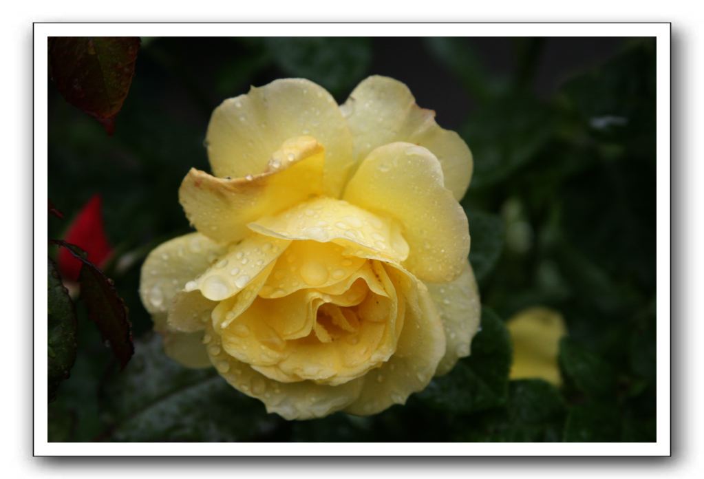 Wet-Scottish-Flowers-Kirkcudbright-572