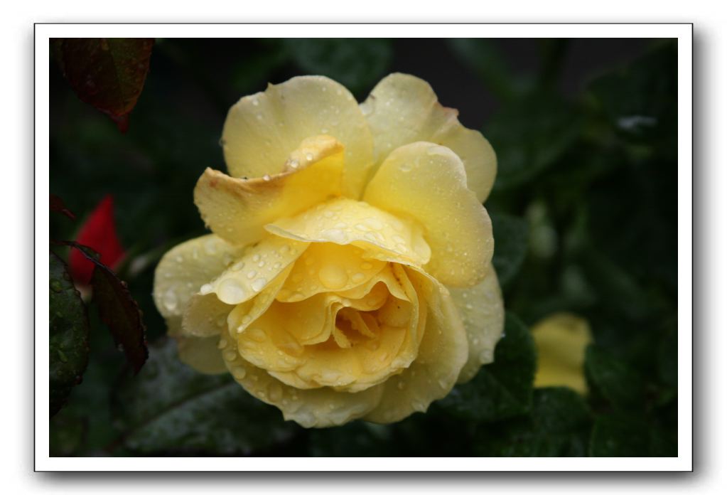 Wet-Scottish-Flowers-Kirkcudbright-573