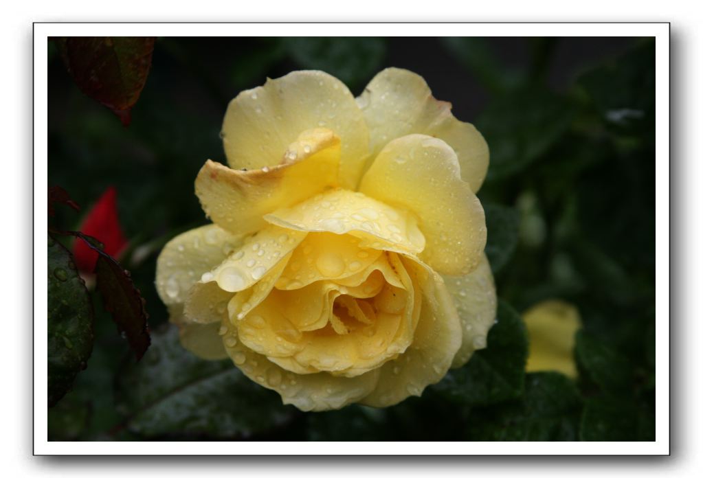 Wet-Scottish-Flowers-Kirkcudbright-574