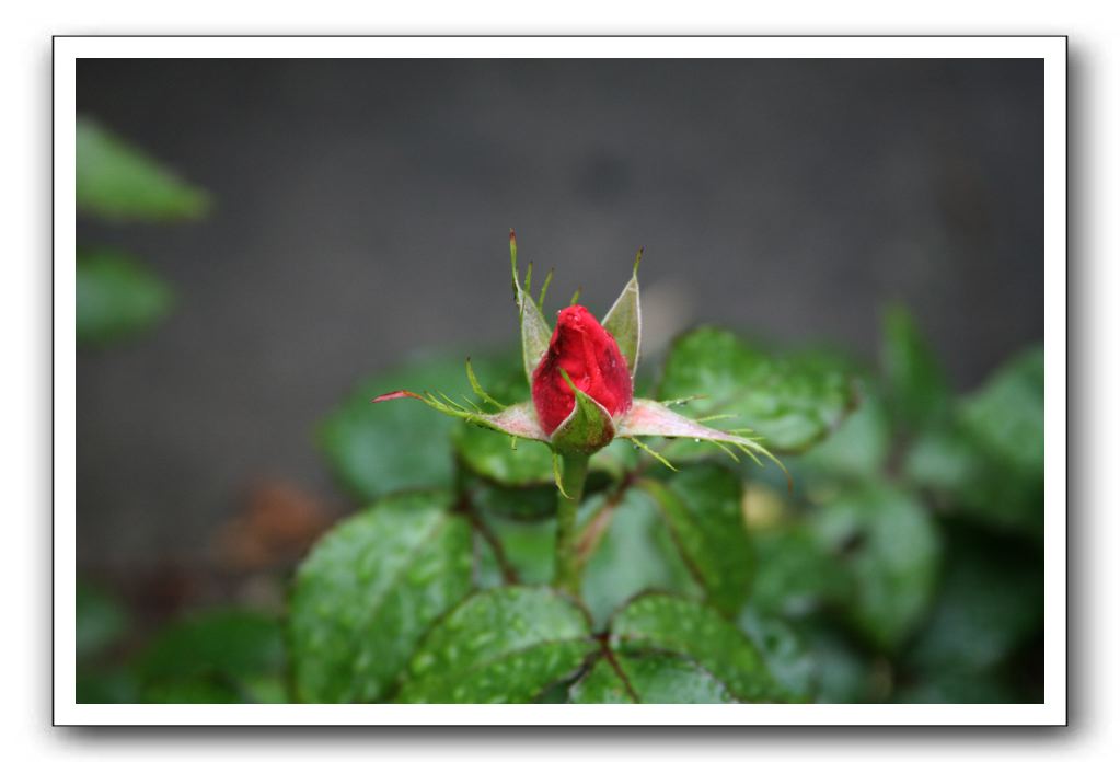 Wet-Scottish-Flowers-Kirkcudbright-575