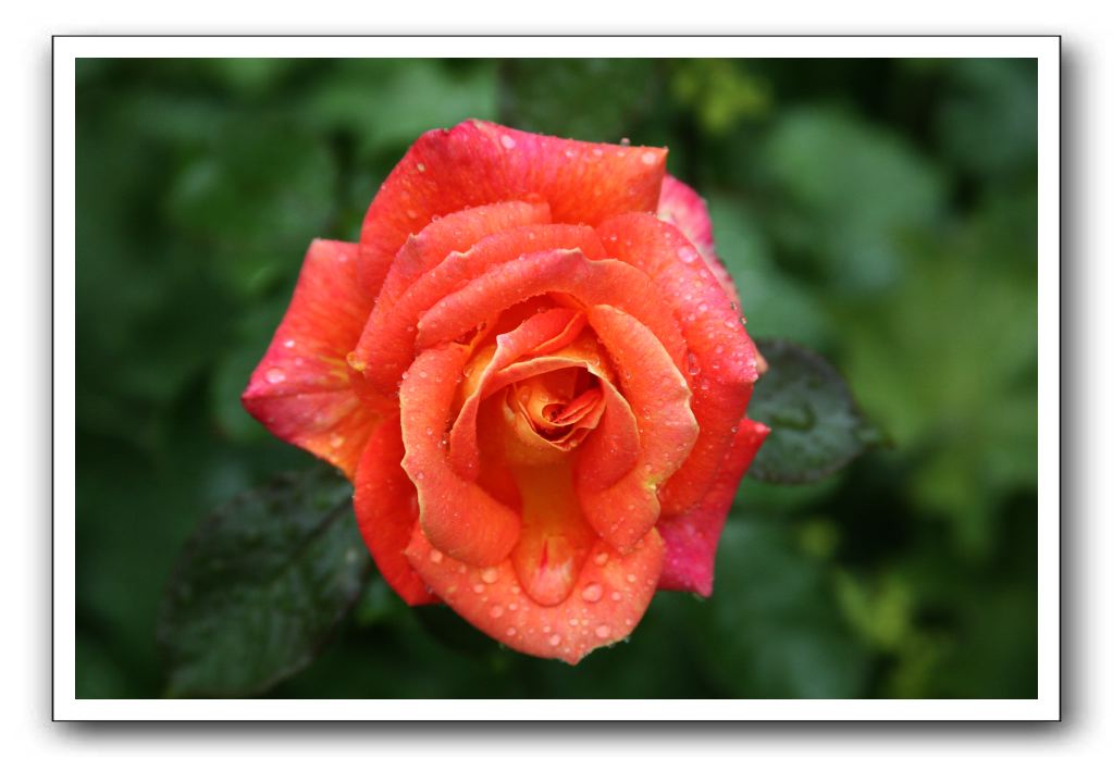 Wet-Scottish-Flowers-Kirkcudbright-576