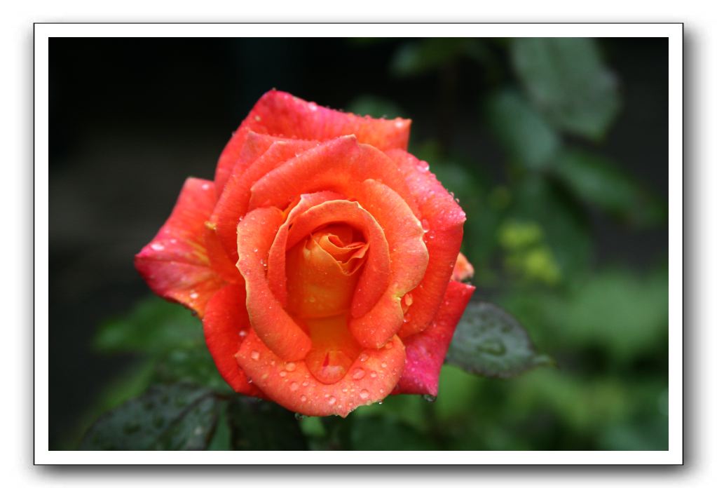 Wet-Scottish-Flowers-Kirkcudbright-577